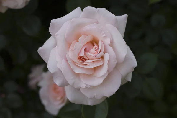 Primer Plano Una Hermosa Rosa Rosa Parque — Foto de Stock