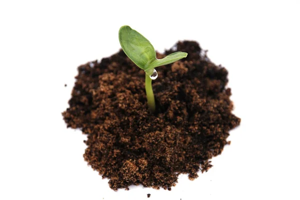 白に隔離された土壌中の緑の植物 — ストック写真