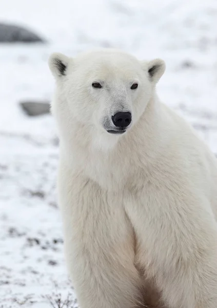 Ritratto Orso Polare Chiudere Ritratto Orso Polare — Foto Stock