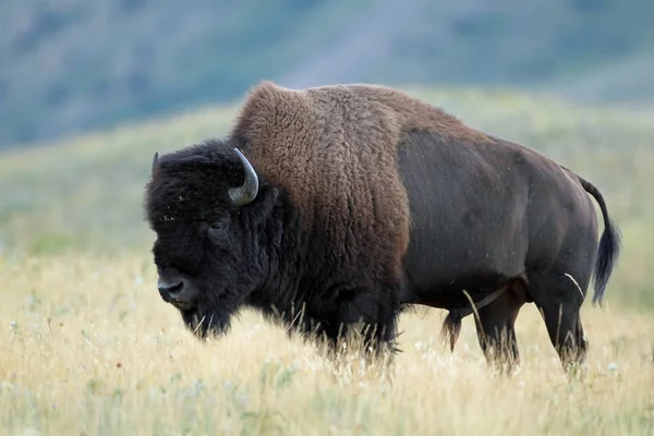 Pláně Bison Bison Bison Bison Prérii Skalnatými Horami Pozadí Národní — Stock fotografie