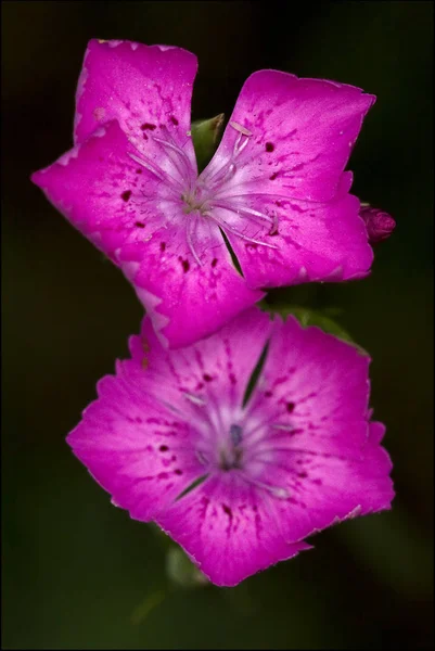 Макро Закрытие Фиолетового Розового Герань Расслоения Кариофилла Зеленом Фоне — стоковое фото