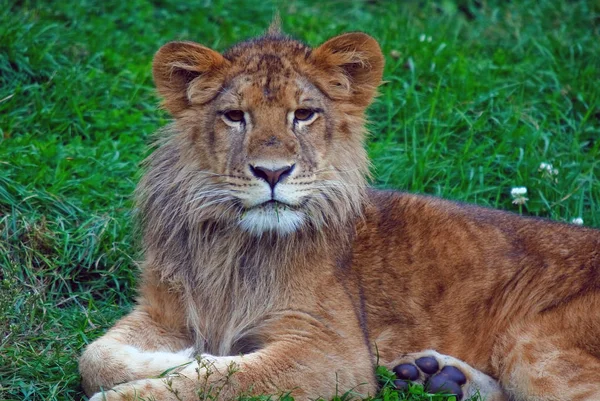 Nahaufnahme Eines Jungen Männlichen Löwen Der Gras Ruht — Stockfoto