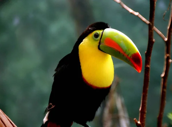 Nahaufnahme Des Vogels Selektiver Fokus — Stockfoto