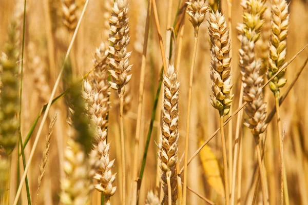 Campo Cui Crescono Cereali Durante Raccolta — Foto Stock