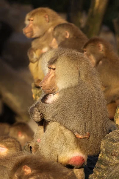 Male baboon holding baby monkey