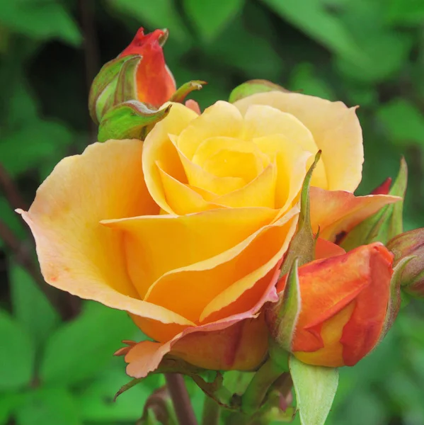 Rosa Grace Una Encantadora Rosa Amarilla — Foto de Stock