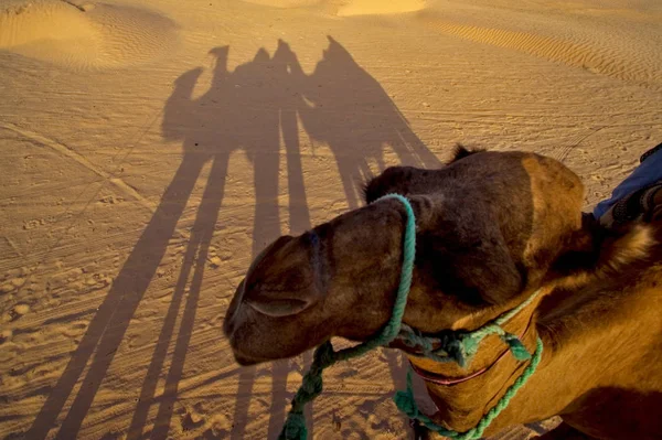 Douze Tunisia Camello Gente Desierto Del Sahara — Foto de Stock
