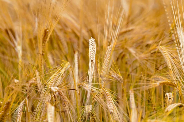 Settore Agricolo Cui Crescono Cereali — Foto Stock