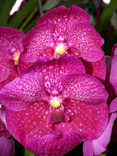 Collection Orchid Flower — Stock Photo, Image