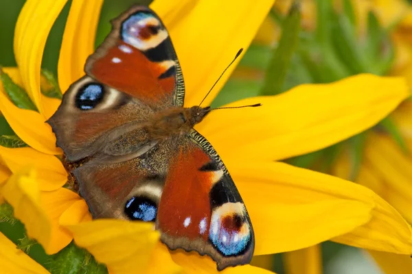 Eyed Hawk Moth Gul Flower — Stockfoto