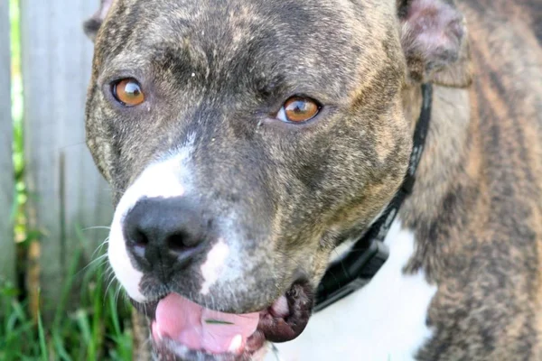 Een Hond Hijgen Een Hete Zomermiddag — Stockfoto