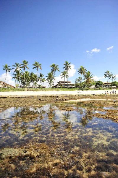 Praia Forte Salvador Bahia State Brazil — стокове фото