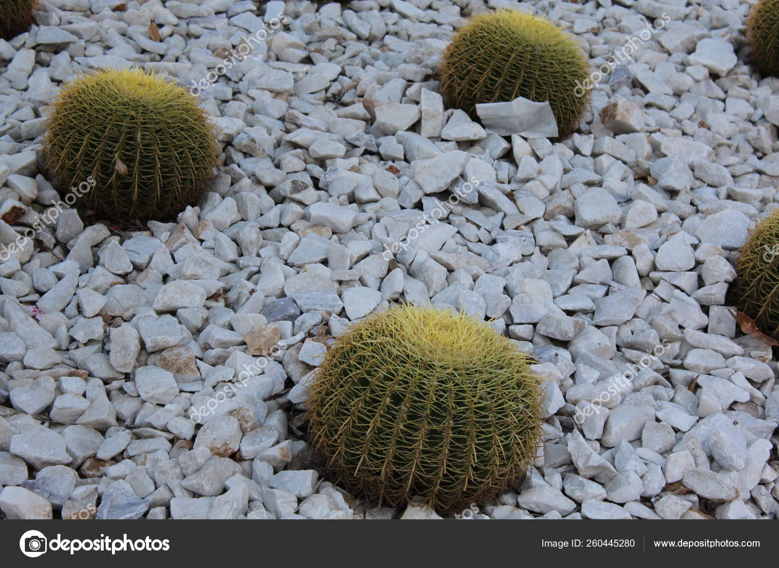 Cacti Common Name Golden Barrel Cactus Golden Ball Cactus Species Stock Editorial Photo C Yayimages 260445280