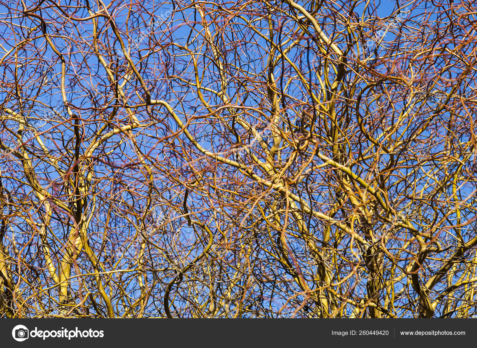 Texture Autumn Willow Branches Stock Editorial Photo C Yayimages