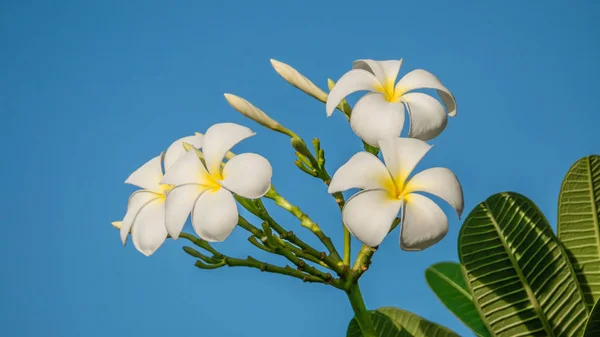 Цветок Плюмерии Голубом Фоне Неба — стоковое фото