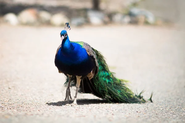 Hermoso Pavo Real Macho Acostado Césped Verde Atrayendo Mujer — Foto de Stock