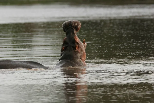 Vilda Hippo Afrikanska Floden Vatten Flodhäst Hippopotamus Amphibius — Stockfoto