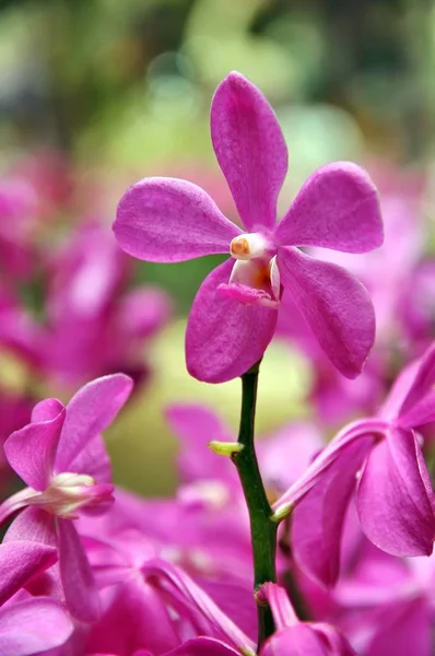 Frumoasa Floare Orhidee Violet Aproape — Fotografie, imagine de stoc