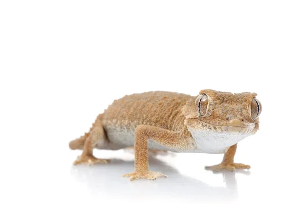 Kasklı Gecko Izleyiciye Karşı Meraklı Bir Görünüm Veriyor — Stok fotoğraf
