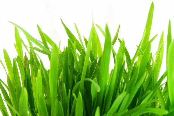Zbliżenie Żywy Świeża Trawa Zielony — Zdjęcie stockowe