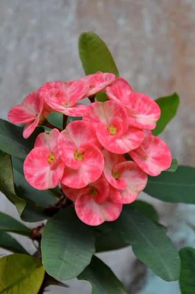 Coroa Espinhos Flores Euphorbia Milli Desmoul — Fotografia de Stock