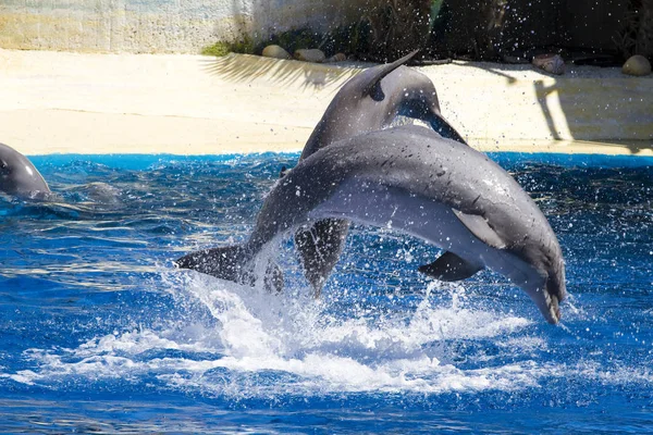 Delfino Salta Fuori Dall Acqua Mare — Foto Stock