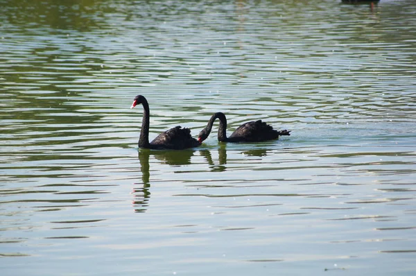 つの巨大な湖で優雅に泳ぐの白鳥黒します — ストック写真