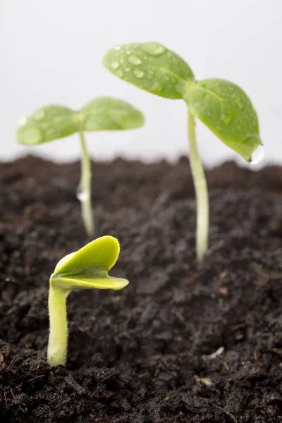 Seeds Grown Young Seedlings — Stock Photo, Image