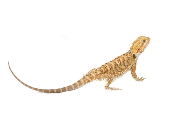 Nieletnich Brodaty Dragon Pet Pogona — Zdjęcie stockowe