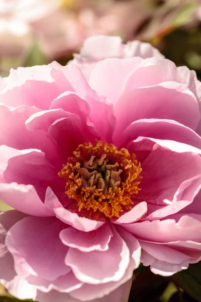 Flor Rosa Uma Peônia Chamada Paeonia Suffruticosa Jardim Botânico Primavera — Fotografia de Stock