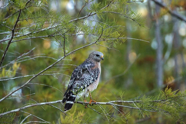 Red Shouldered Hawk Buteo Lineatus Hunts Prey Corkscrew Swamp Sanctuary — Stock Photo, Image