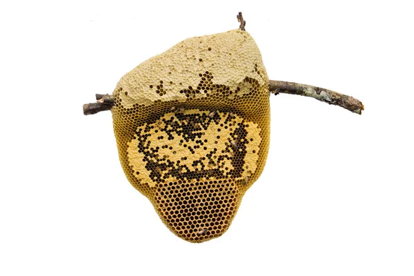 蜂巢与蜂蜜的图像 — 图库照片