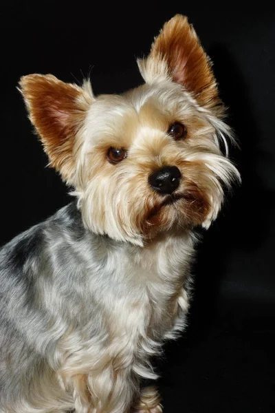 Komik Meraklı Gözleri Ile Siyah Bir Arka Planda Bir Köpek — Stok fotoğraf