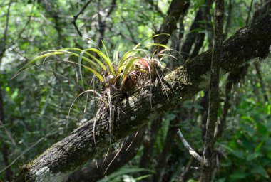air plant growin on a cypress tree in  a forest in florida clipart