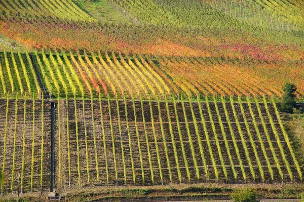 Colored Vineyards Reil Moselle — Stock Photo, Image