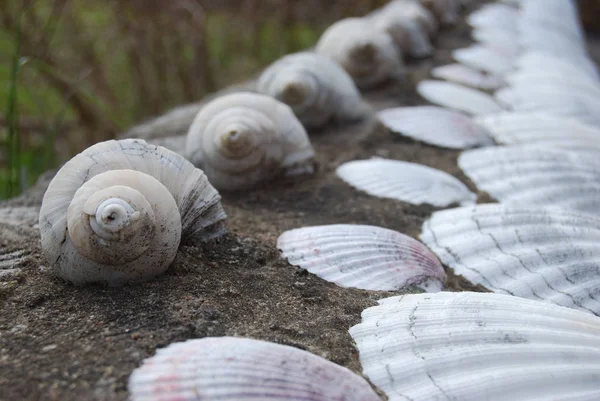 Gros Plan Beaucoup Coquilles Fixées Sur Ciment — Photo