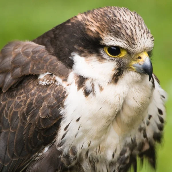 Faucon Moineau Crécerelle Amérique Vue Rapprochée Carré — Photo