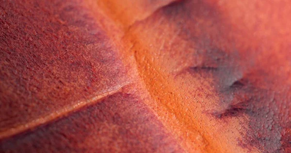 Macro Pattern Expensive Red Leather — Stock Photo, Image