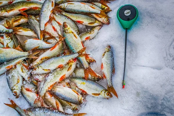 Pescado Fresco Crudo Pesca Naturaleza Lago Invierno Pesca — Foto de Stock