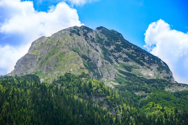 Gyönyörű Medjed Medve Csúcs Zöld Erdőben Hegyek Nemzeti Parkban Durmitor — Stock Fotó