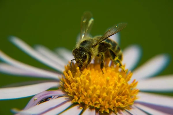 Biene Auf Gelbem Margerit Horizontal Gerahmt — Stockfoto