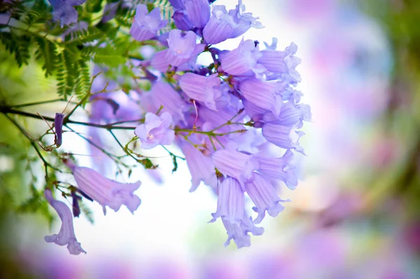 Jacaranda Mimosifolia Hromadou Květin — Stock fotografie