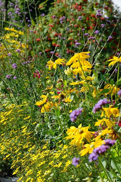 Bunte Gelbe Und Violette Wildblumen — Stockfoto