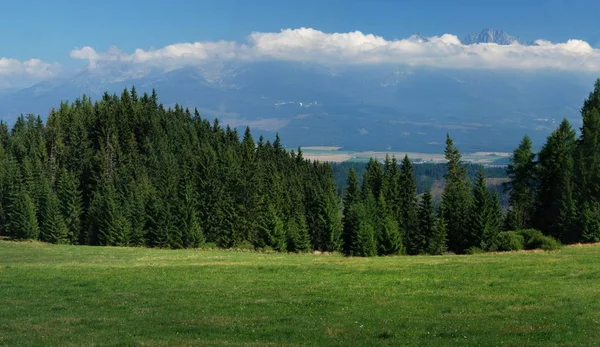 Pradera Verde Entre Dos Bosques Tatras Eslovaquia — Foto de Stock