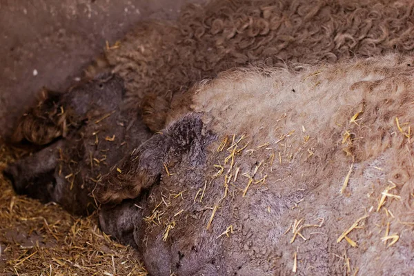 Grå Mangalitsa Grisar Ligga Marken — Stockfoto