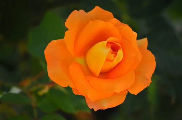 Hermosas Rosas Naranjas Están Plena Floración Jardín Detrás Casa — Foto de Stock