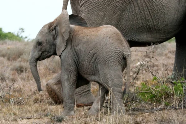Dětský Slon Který Následuje Matce Přes Africký Keř — Stock fotografie