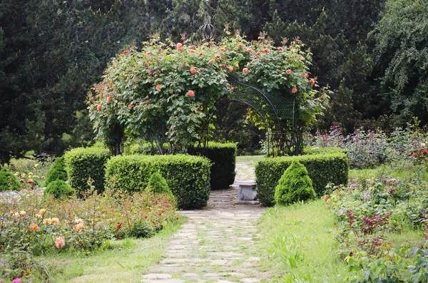 Jardinería Decorativa Rose Primavera Verano — Foto de Stock