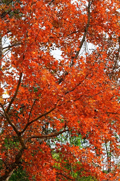 Κόκκινα Φύλλα Χρώμα Φθινοπωρινού Εποχής — Φωτογραφία Αρχείου