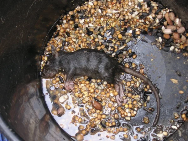 Trois Rats Dans Les Pièges De La Colle De Rat. Banque D'Images et